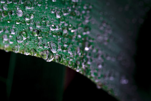 葉から滴り落ちそうな雨粒