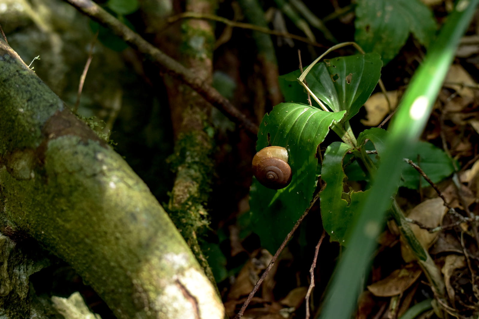 沖縄の密林で緑の葉に隠れるように佇むカタツムリ