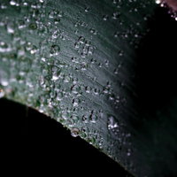 水滴がまとわりつく草の質感と葉脈、光の反射の写真