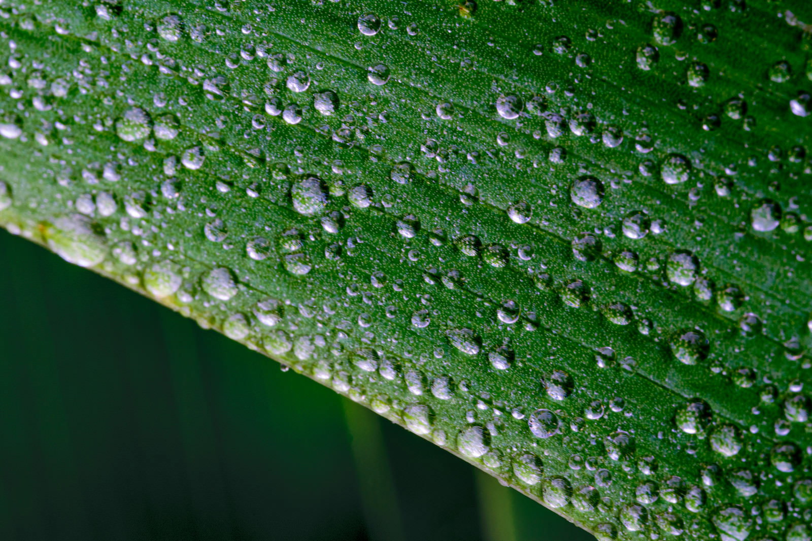 緑色の草の葉に透明な水滴が無数に付着している様子