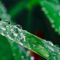 草の上から流れ落ちない根性ある水滴の写真