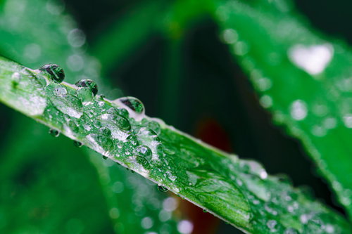 草の上から流れ落ちない根性ある水滴