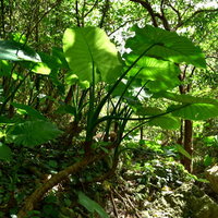 沖縄の原生林で大きく葉を広げる野生のクワズイモの写真