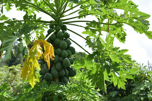 道端に生るパパイヤの実（沖縄県）