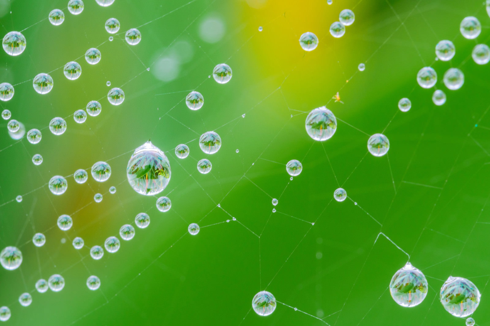 蜘蛛の巣に付いた透明な雨粒に緑の草木が反転して映り込んでいる
