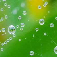 蜘蛛の巣に付いた雨粒の中に映り込む草木と朝露の写真