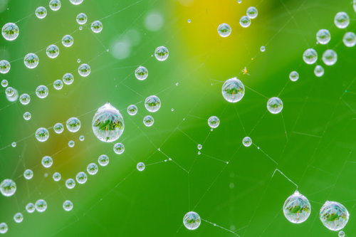 蜘蛛の巣に付いた雨粒の中に映り込む草木と朝露