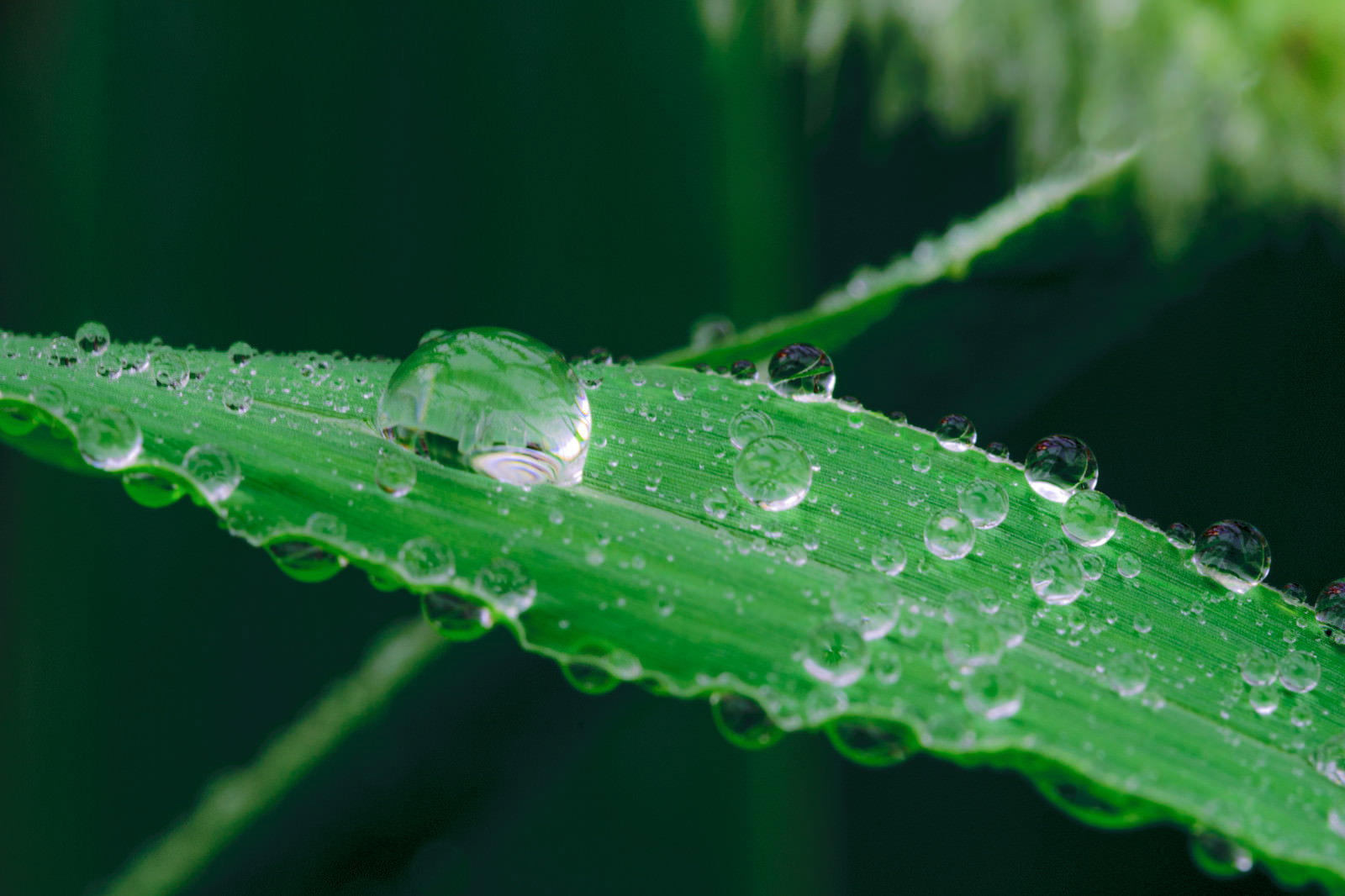 緑の草の葉の表面に複数の透明な水滴が付着している様子