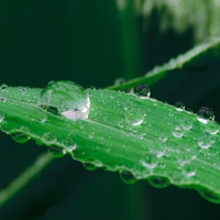 草木の表面に留まる水滴と緑の葉の写真