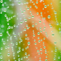 蜘蛛の巣に浮かぶ水滴に宿る草木の雨上がりの写真