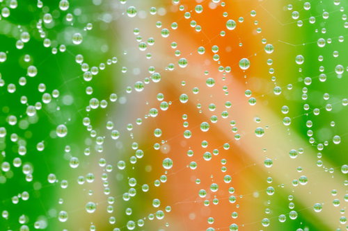 蜘蛛の巣に浮かぶ水滴に宿る草木の雨上がり