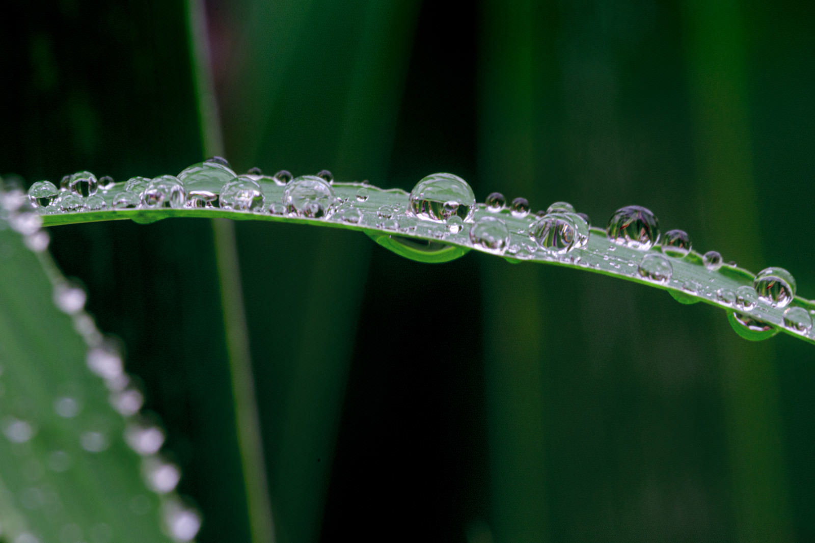 緑の葉に透明な水滴が連なる雨上がりの草