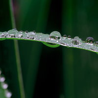 雨の滴を纏った青々とした草の写真