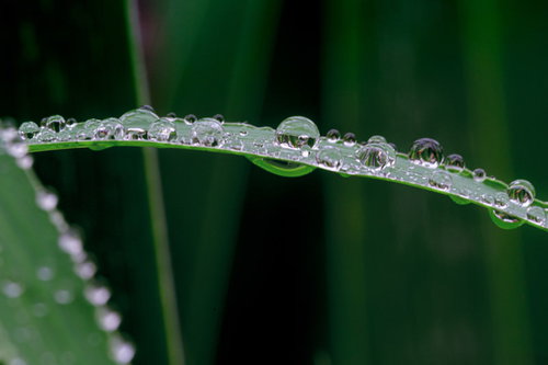 雨の滴を纏った青々とした草