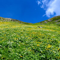 南アルプス・悪沢岳の高山植物が咲くお花畑の写真