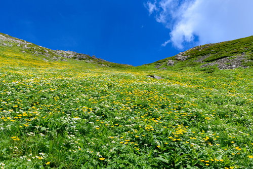 南アルプス・悪沢岳の高山植物が咲くお花畑