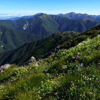 山に咲く高山植物と南アルプス北部の山々の風景の写真