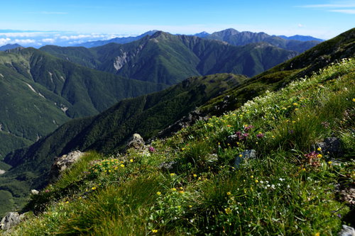 山に咲く高山植物と南アルプス北部の山々の風景