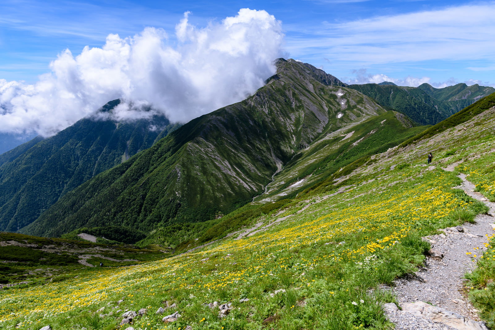 南アルプスの赤石岳と花畑が咲く登山道の風景