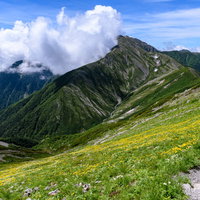 南アルプス赤石岳の花畑が咲く登山道の高山植物の写真