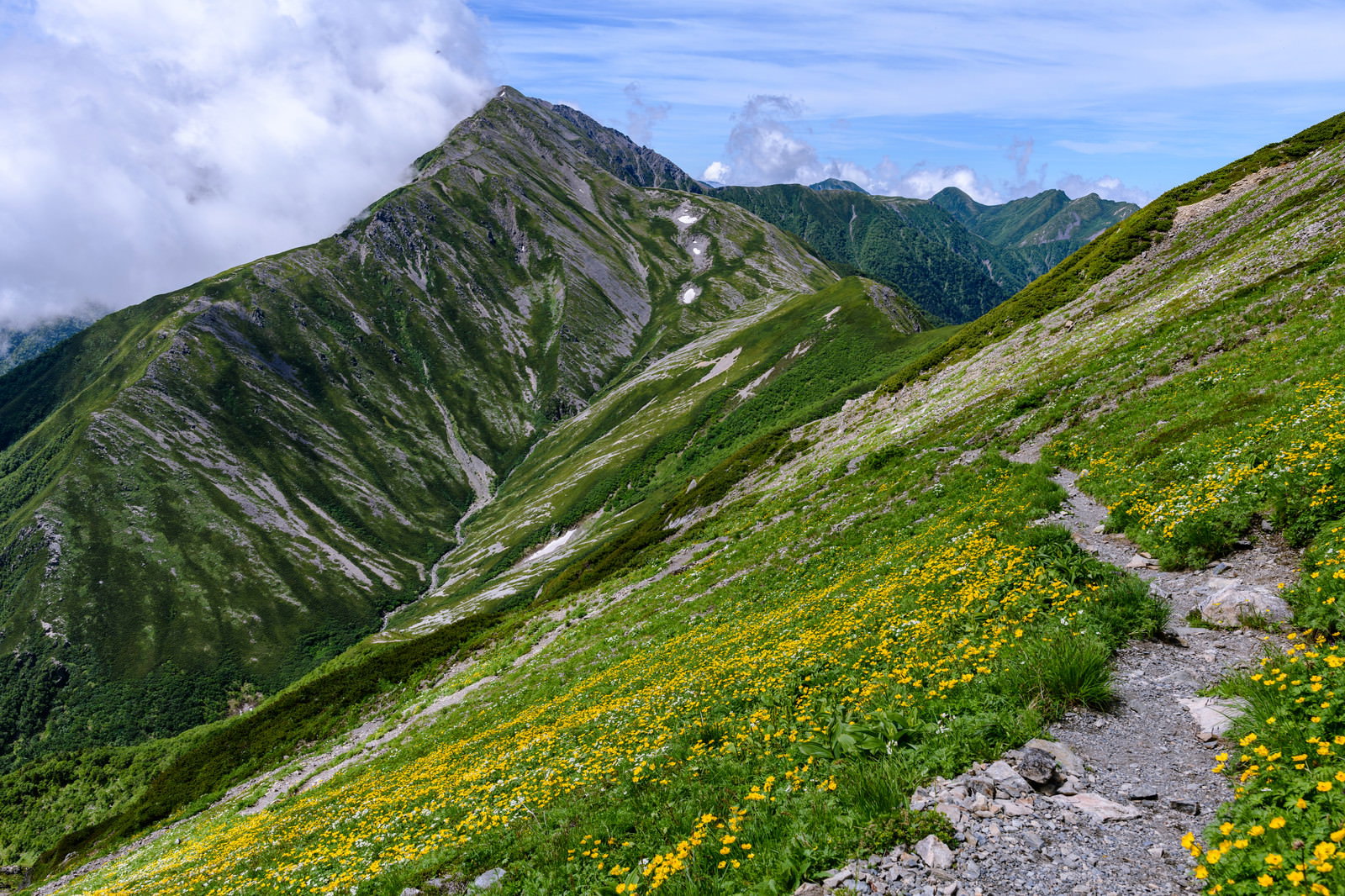 黄色い高山植物が咲く花畑の中を進む登山道と南アルプスの赤石岳
