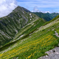 南アルプス赤石岳の花畑を進む登山道～日本百名山の高山植物の写真