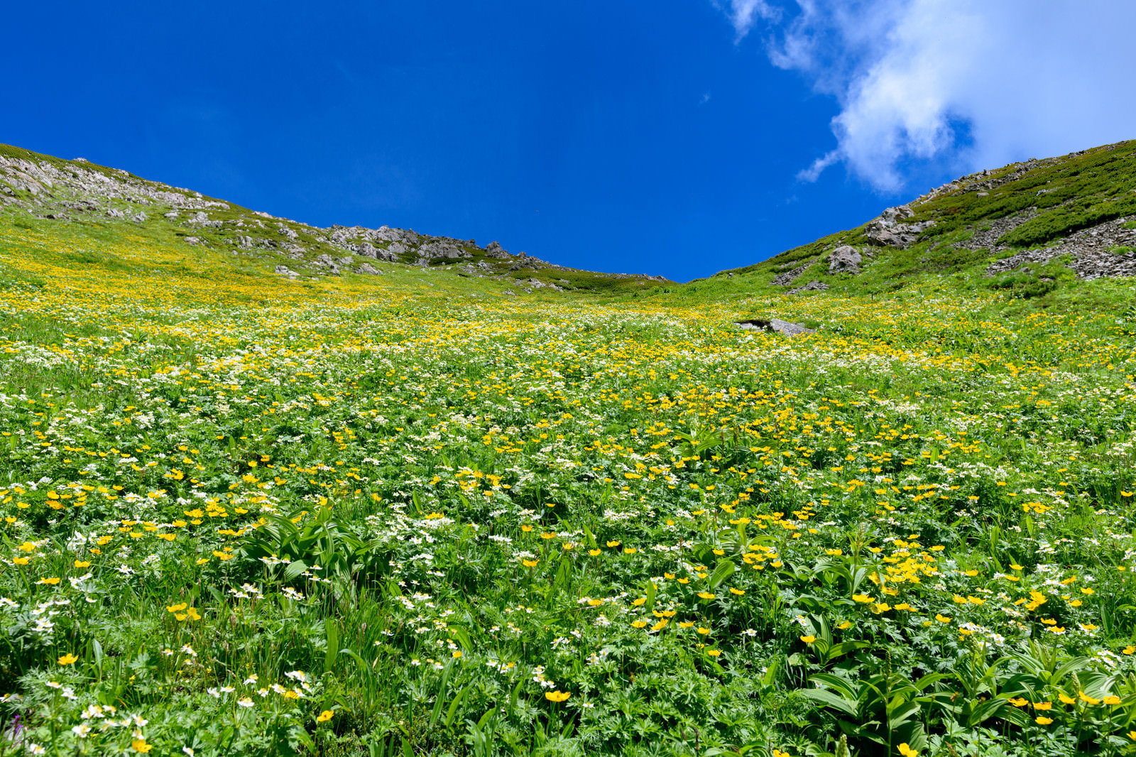 悪沢岳のカールに咲く黄色い高山植物の花畑と青空