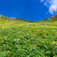 南アルプス悪沢岳のカールに咲き乱れる黄色い高山植物の写真