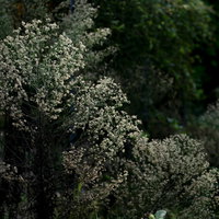 道端に育つ白い綿毛の種子をつけた野草の植物の写真