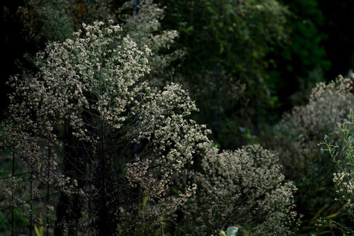 道端に育つ白い綿毛の種子をつけた野草の植物