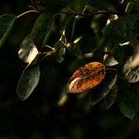 緑の葉に囲まれた一枚だけ紅葉した葉っぱの写真