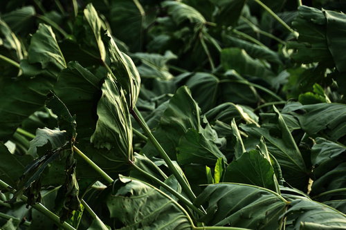台風の暴風でなぎ倒された里芋の葉
