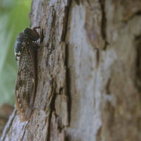 夏の終わりを待つ樹皮の蝉の詳細観察記録の写真