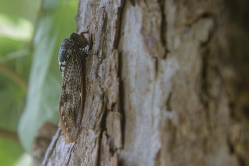 夏の終わりを待つ樹皮の蝉の詳細観察記録