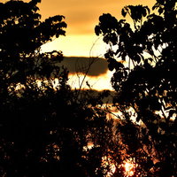 夕日と木々のシルエット - 夕焼けの空と樹木の風景の写真