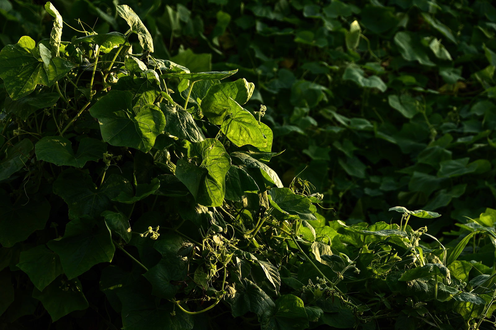 夕日の逆光に照らされて輝く雑草のつる植物の葉
