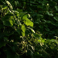 夕日を受けて輝く雑草のつる植物の写真
