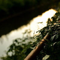 川沿いのフェンスに絡まるつる植物と雑草が茂る風景の写真