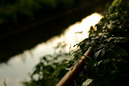 川沿いのフェンスに絡まるつる植物と雑草が茂る風景
