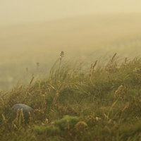 霧に包まれた山の斜面で夕暮れを待つ高山植物の写真
