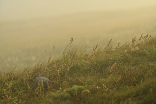 霧に包まれた山の斜面で夕暮れを待つ高山植物