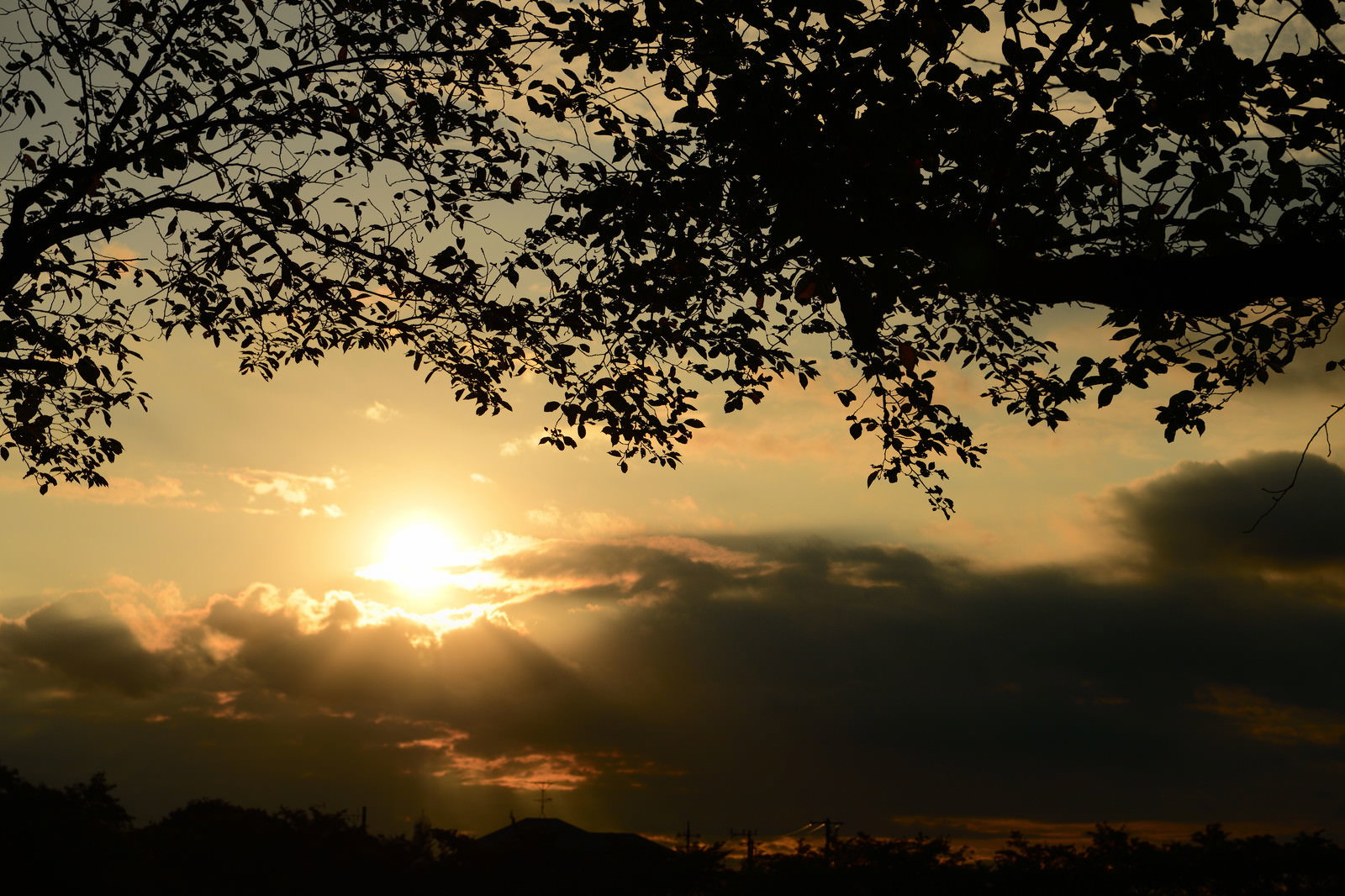 枝葉のシルエット越しに見える夕日と雲が浮かぶオレンジ色の空