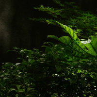 木漏れ日が優しく映る観葉植物の室内インテリアの写真