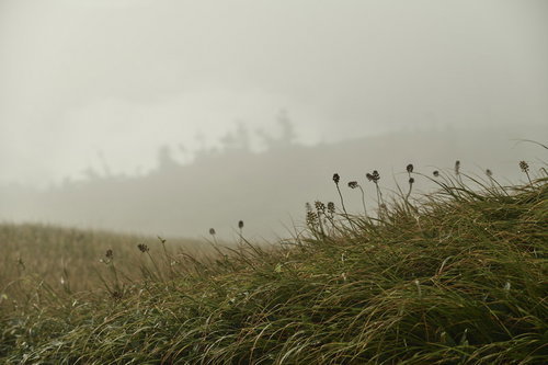 朝靄に包まれた雲の中の高山植物の咲く山々の風景