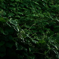 鬱蒼と生い茂ったつる植物と草の密生地が織りなす自然のテクスチャーの写真