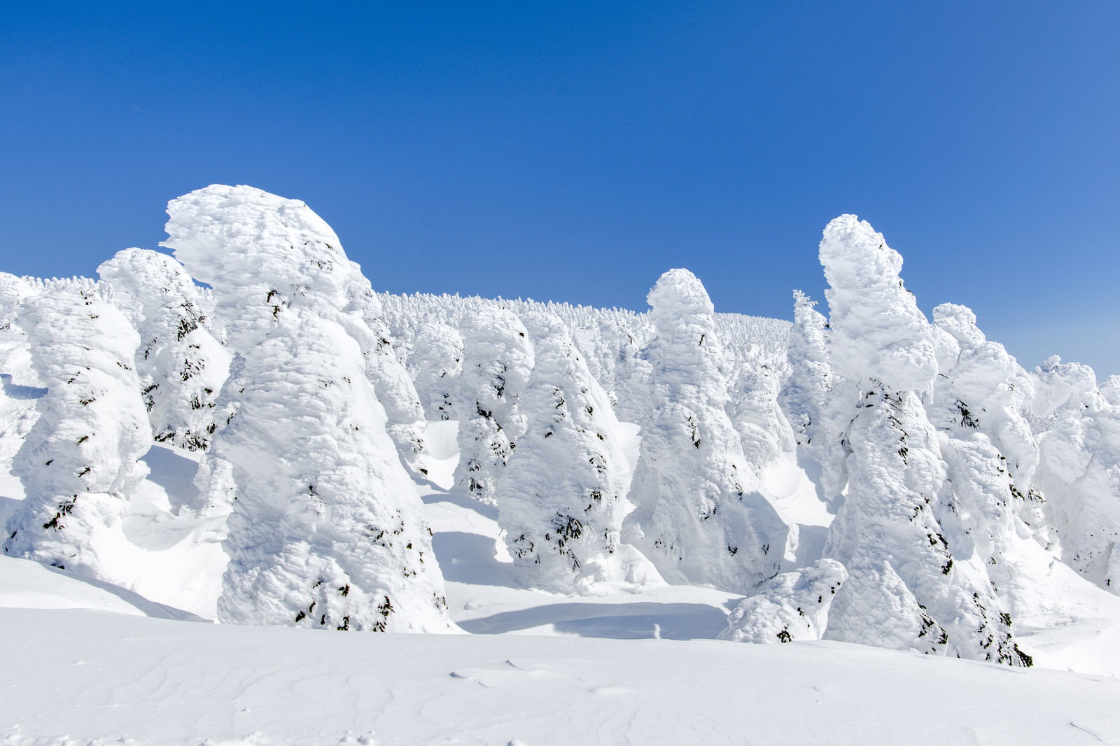 真っ白な樹氷に覆われた木々が雪原に立ち並ぶ冬の風景