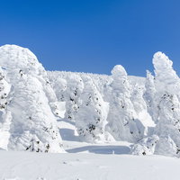 澄み切った青空の下に広がるどこまでも続く樹氷原の写真