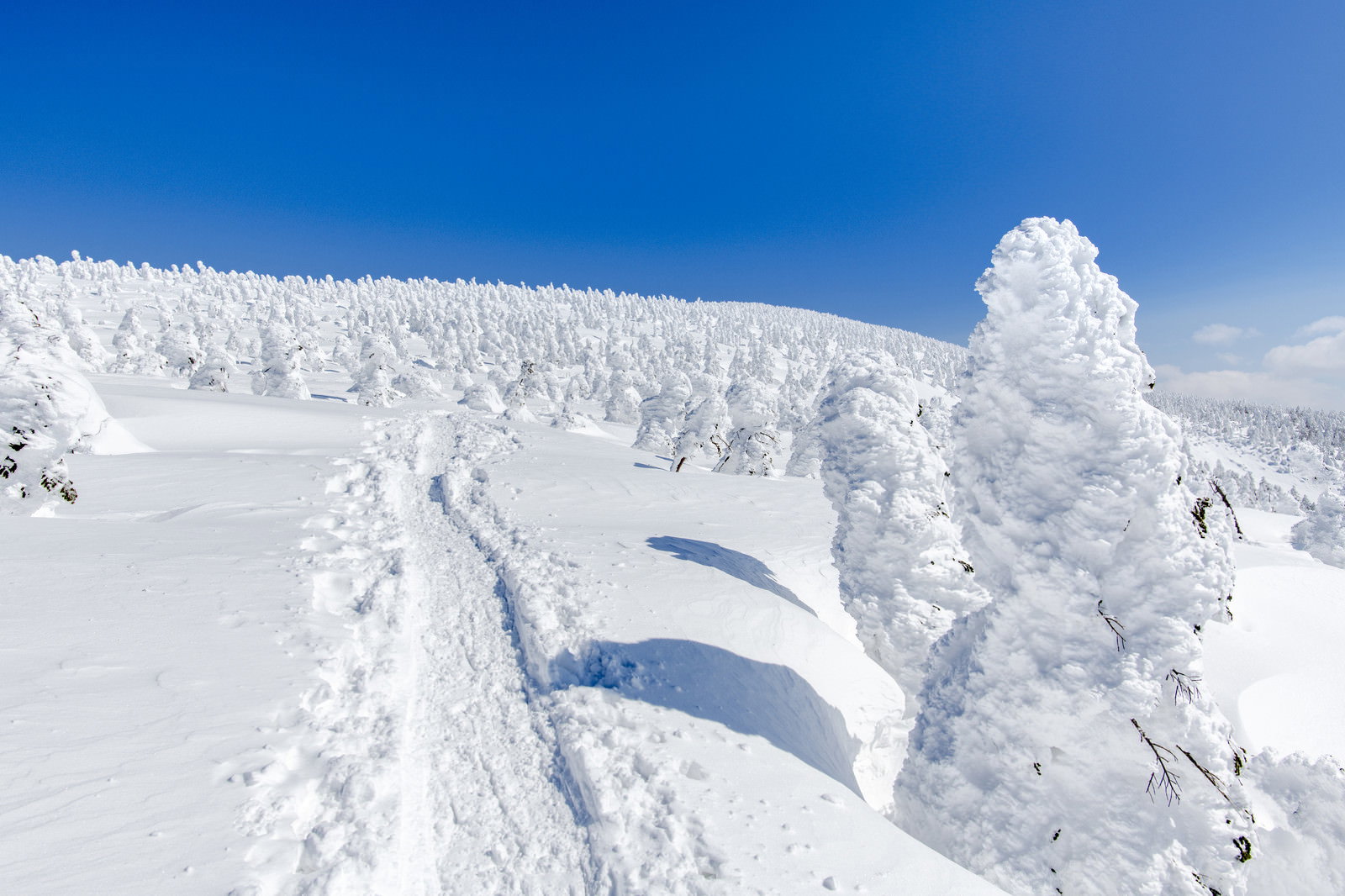樹氷に覆われた木々の間を縫うように続く雪道と青空