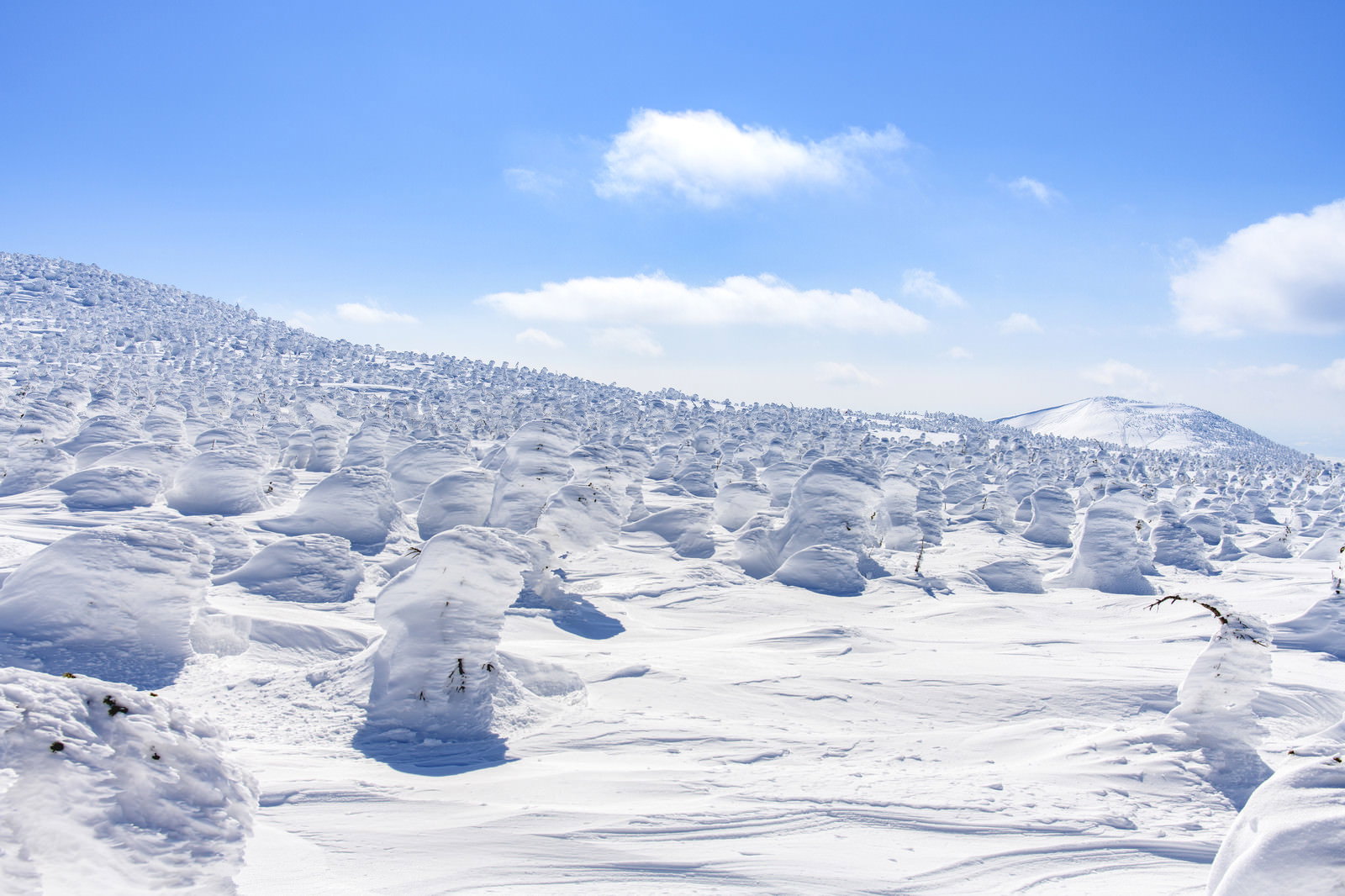 西吾妻山から望む雪化粧した西大嶺と樹氷に覆われた樹木