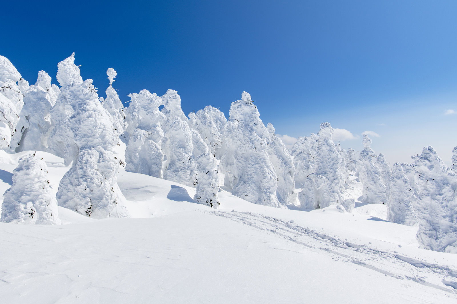 青空の下、霧氷に覆われた木々が雪原に立ち並ぶ西吾妻山の冬景色